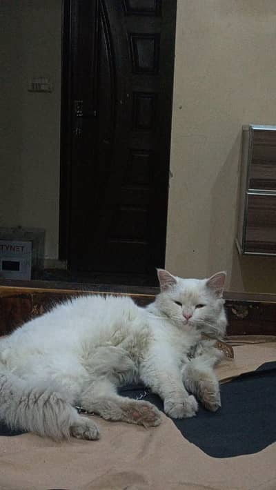 white male Persion cat
