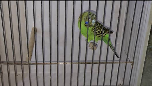 Blackface Split blue 100% breeder female