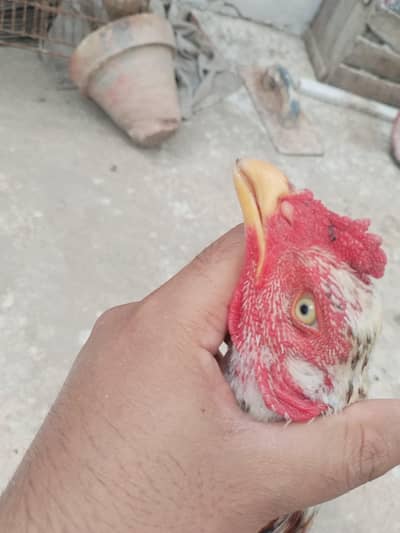aseel for sale