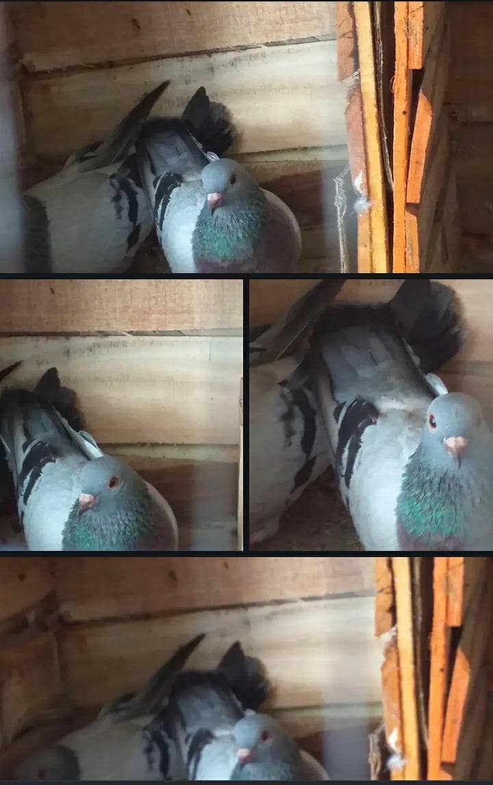 breeder pair with egg 0