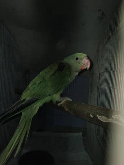 green khasmiri phari parrot 