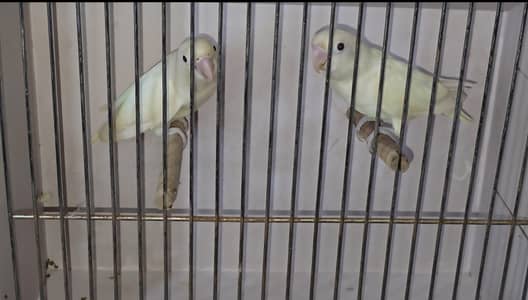 Albino Black eye Breeder Foster Pair