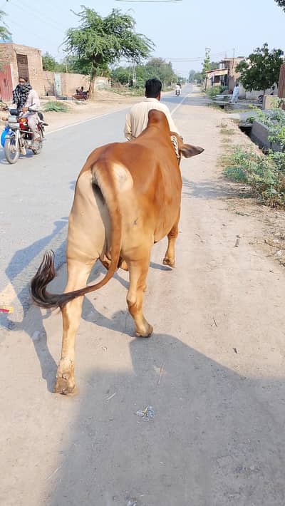 bohat acha hai