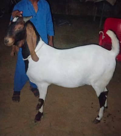 Goat For Sale
