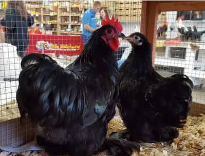 black bantam chickens