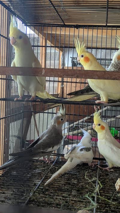 Cream And Pied Cockatiel