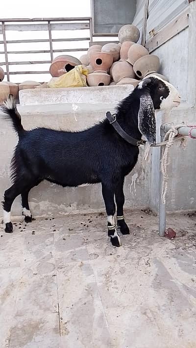 Kala chamba codo tapra Bakra available for sale . . .