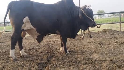Beautiful bull