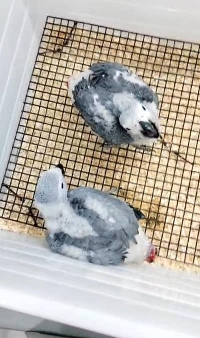 African grey chiks 03007862425