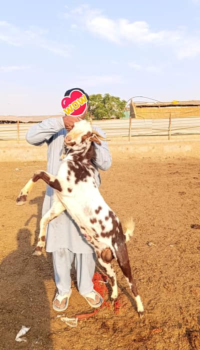Teddy 4 dant bakra for Qurbani