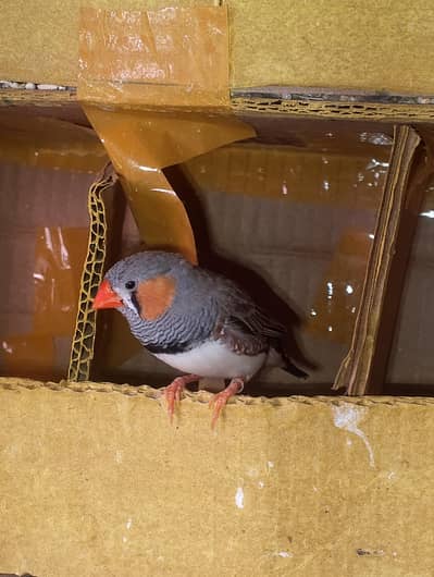 Finches are available فنچز میسر ہیں