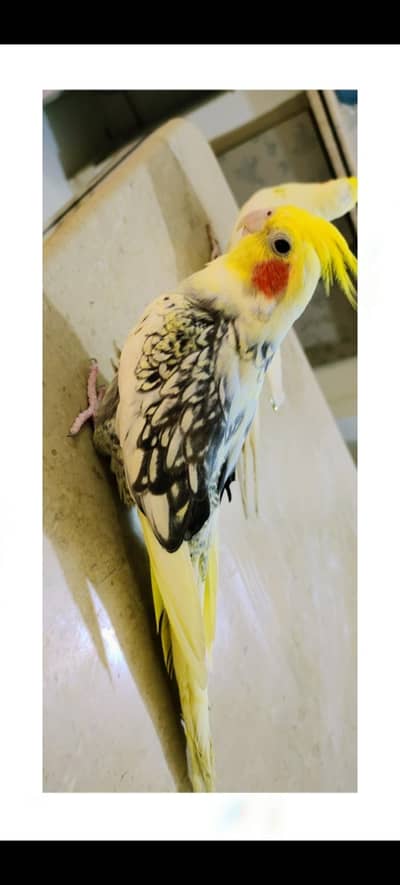 Handtamed Breeder Jumbo Size Pair Female Cream