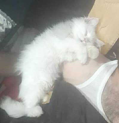 persian cat