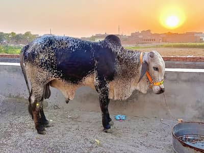donda sahiwal wacha / Qurbani cow/pure desi cow / گاے | qurbani 2026