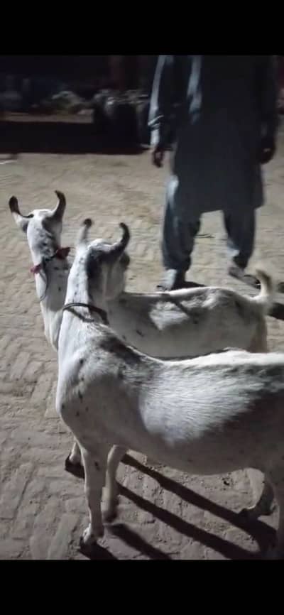 burbari original active and healthy 2 dand