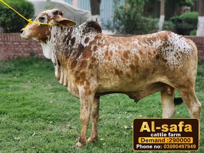 (Qurbani bull )(cows)(bulls)(healthy qurbani animals)(eid ul adha