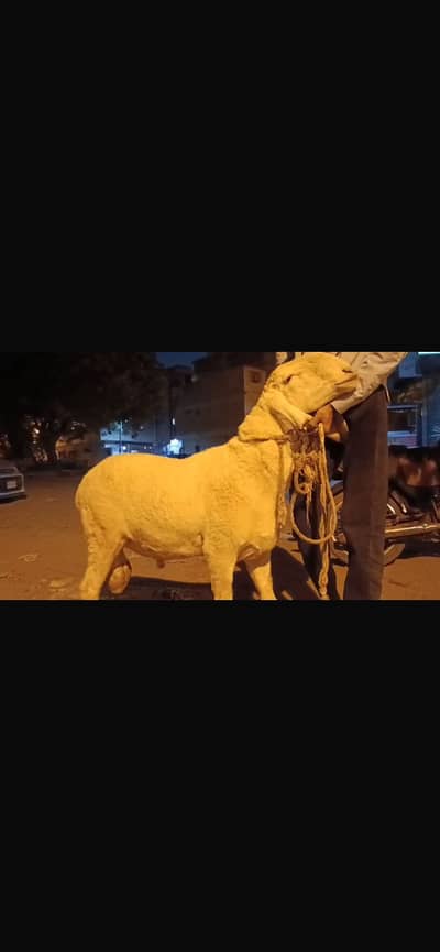 Dumba (4 daant)
