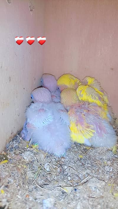 Lovebrids Hombreed