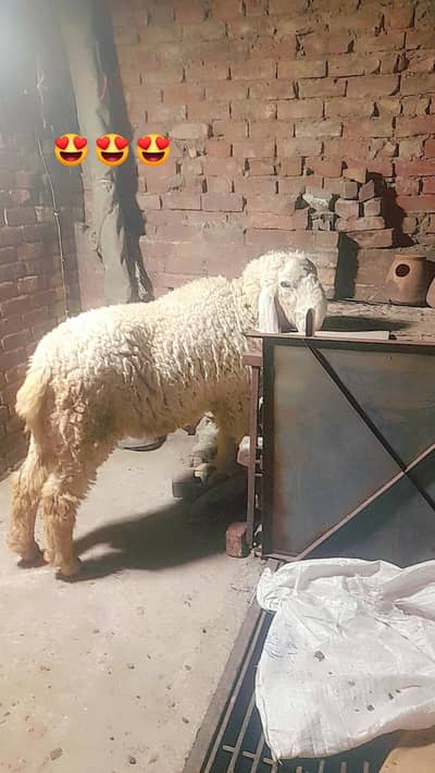 sheep چھترا