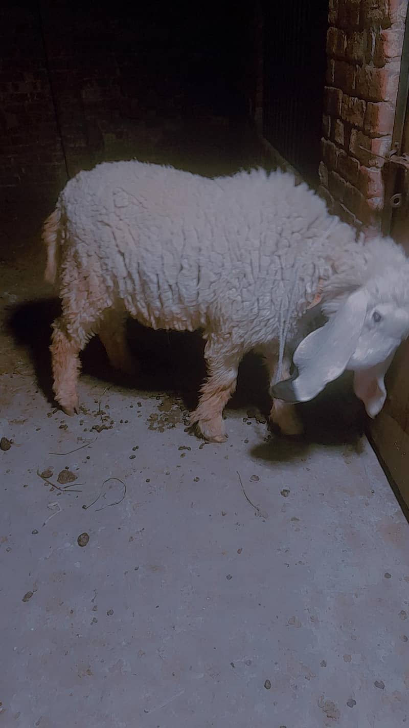 sheep چھترا 1
