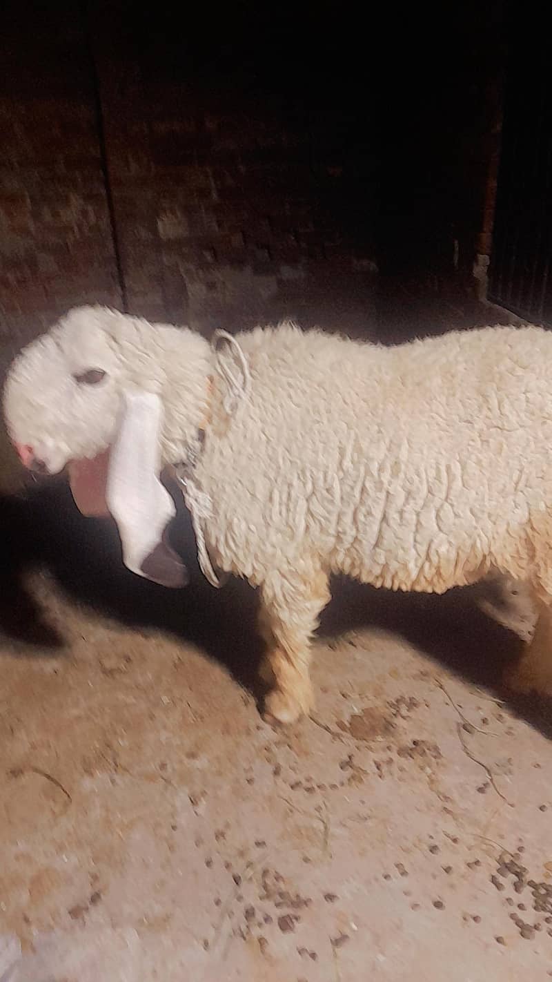 sheep چھترا 2