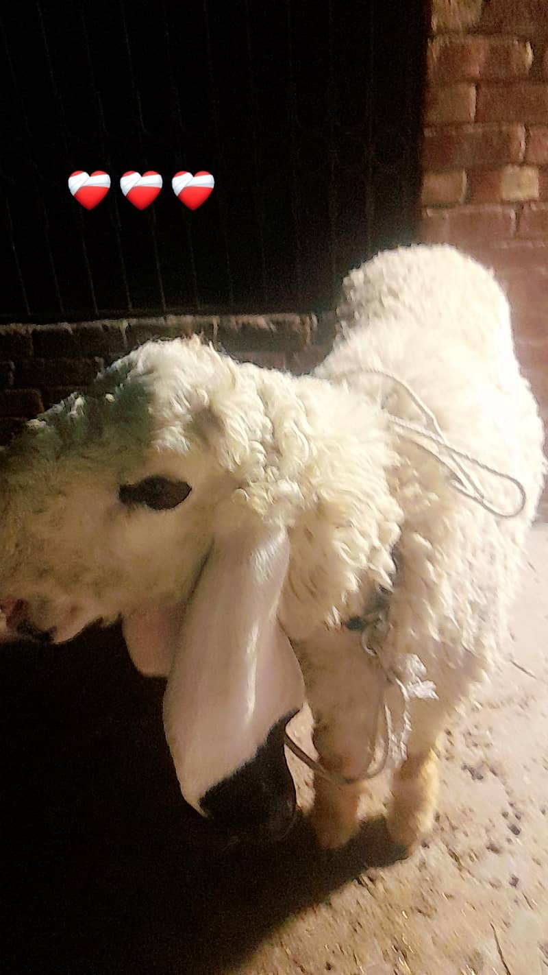sheep چھترا 3