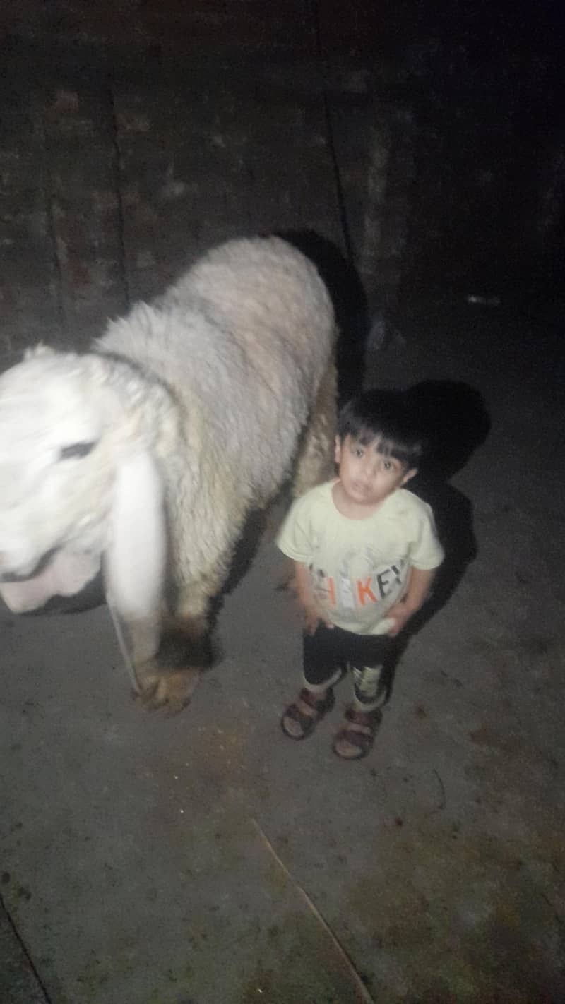sheep چھترا 4