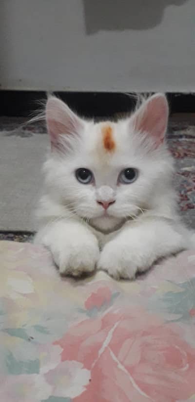 persian cat