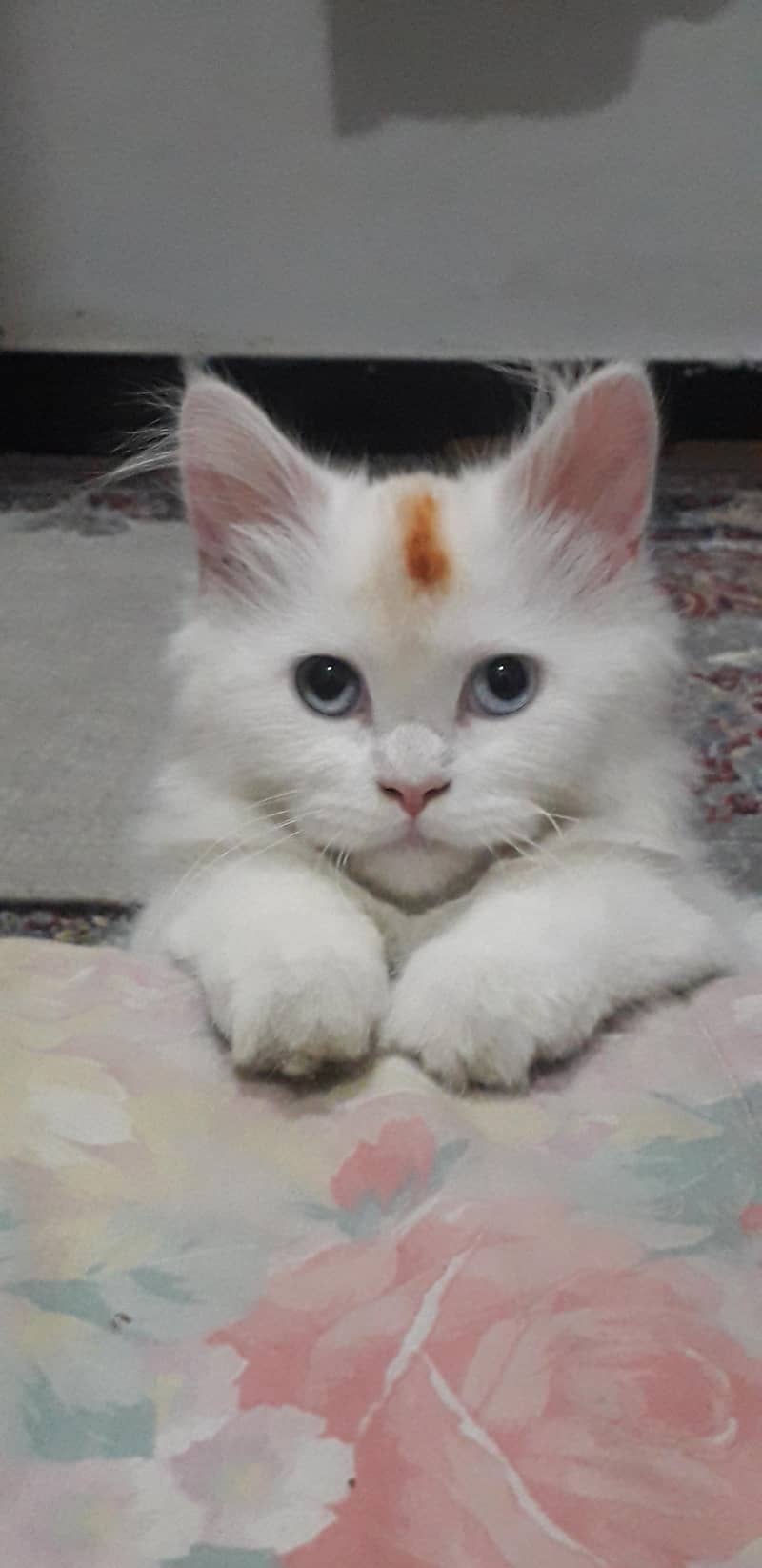 persian cat 0