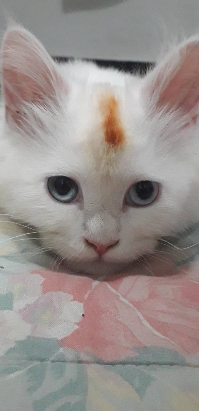 persian cat 1