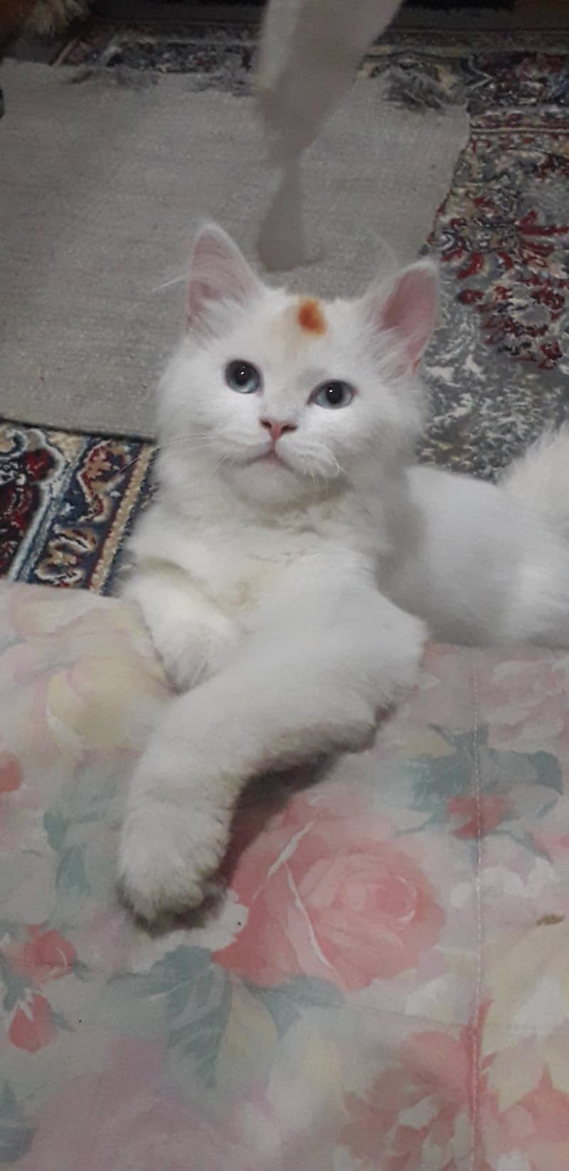 persian cat 2