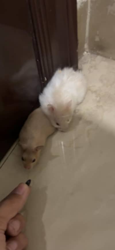 hamsters