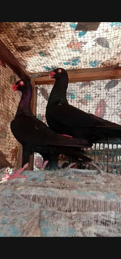 Black Self Denish Breeder Pair