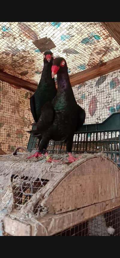Black Self Denish Breeder Pair