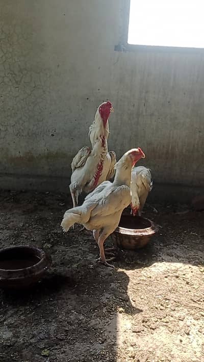 White Shamo trio