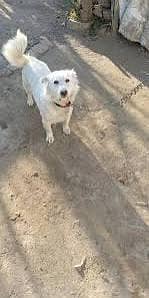 pista dog