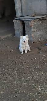 pista dog