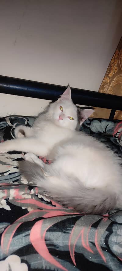 Turkish van