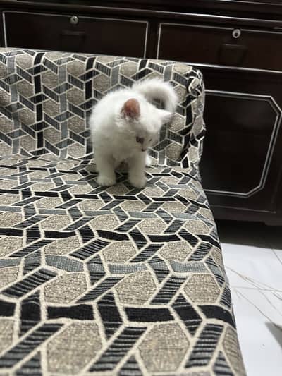 Persian kittens for sale