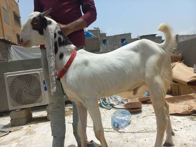 GULABI BAKRA