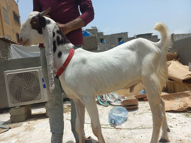 GULABI BAKRA 0