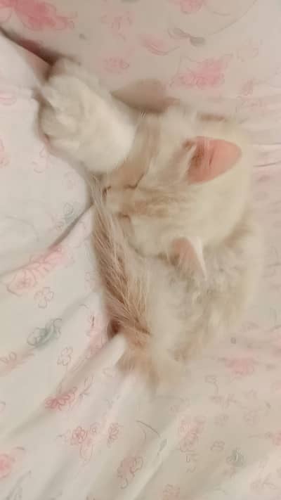 Cat up for adoption
