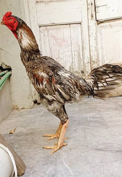High Quality German Blue O Shamo Male Available 