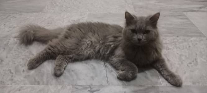 Persian cat