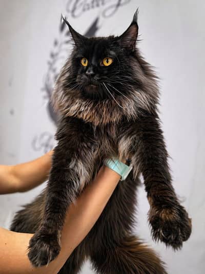 All Imported Cats/Kittens