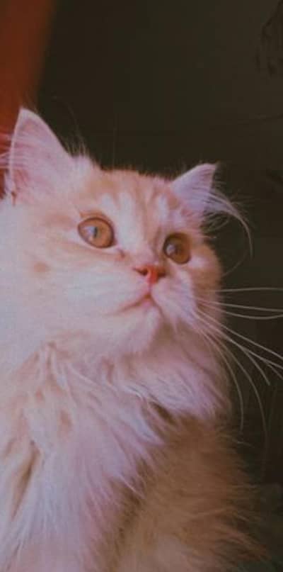 Persian cat