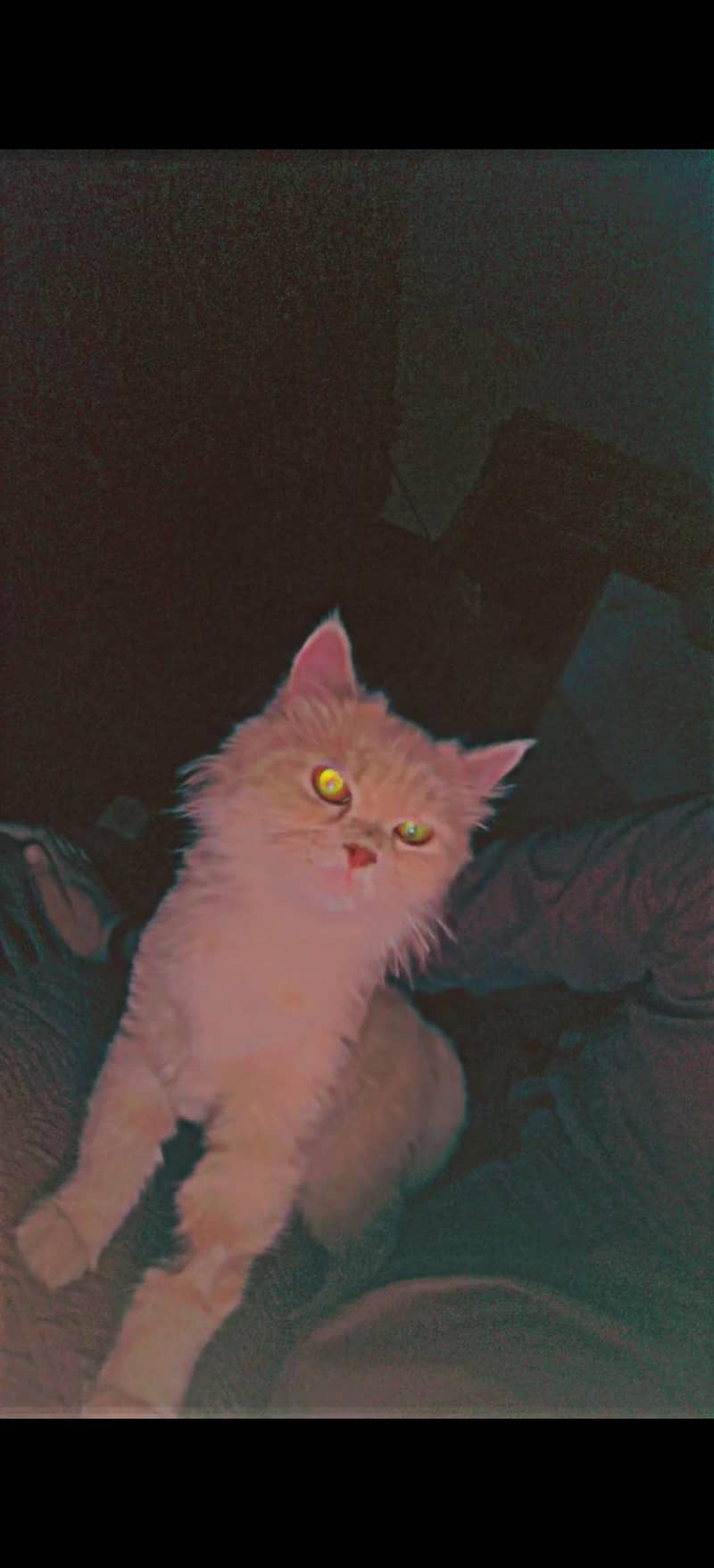 Persian cat 1