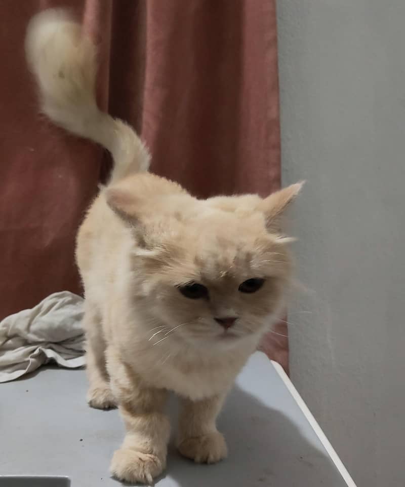 Persian cat 2