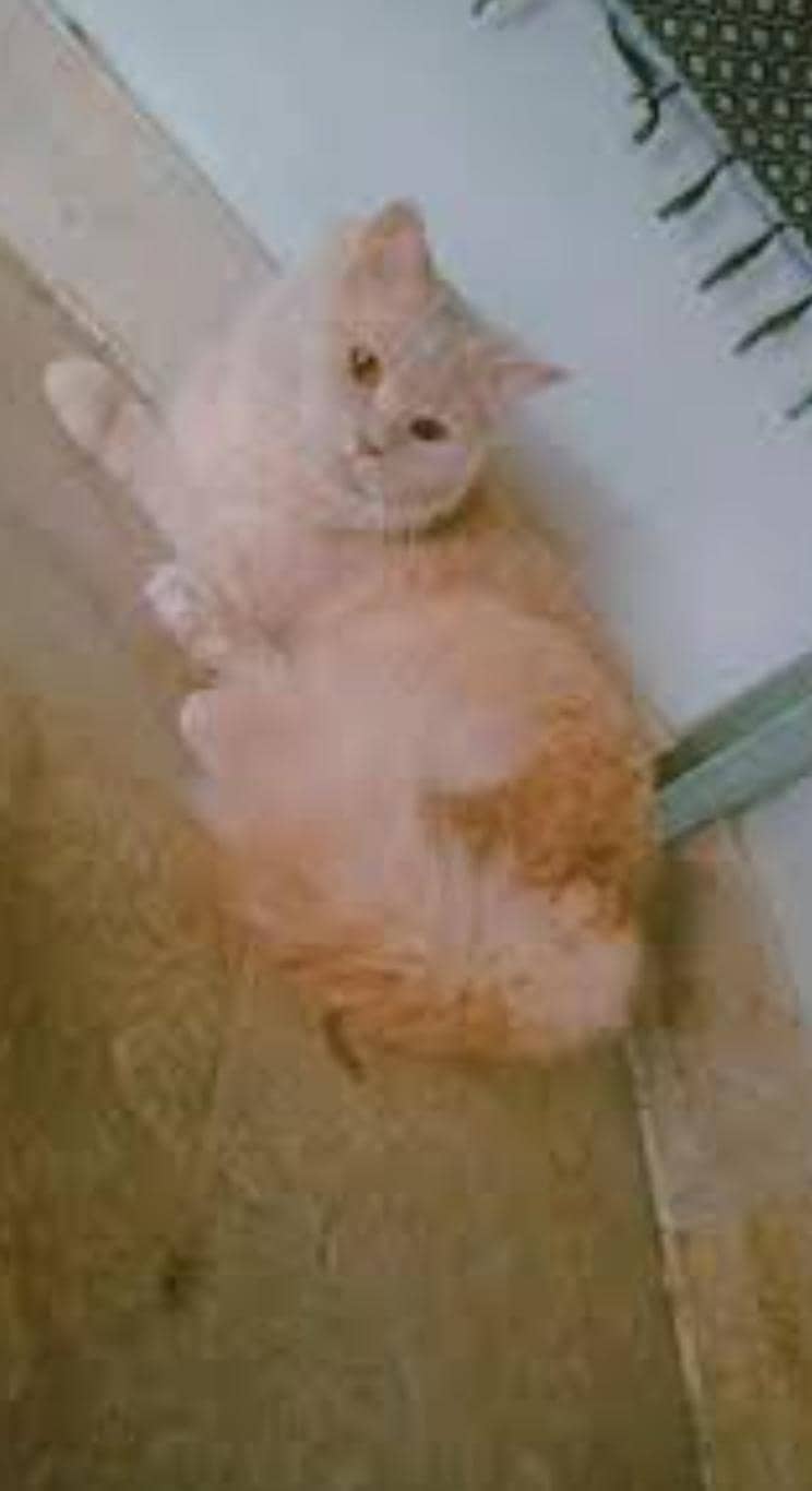 Persian cat 3