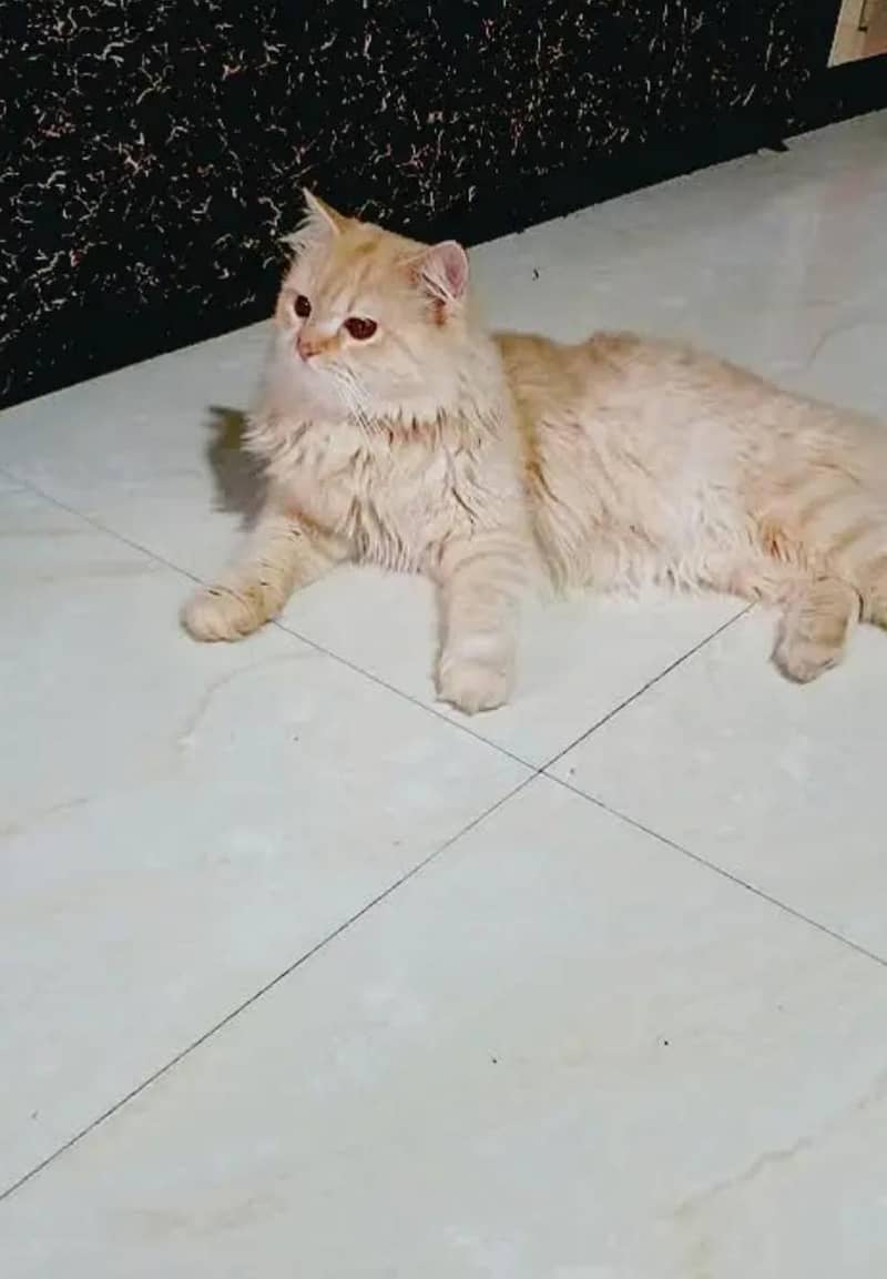 Persian cat 4